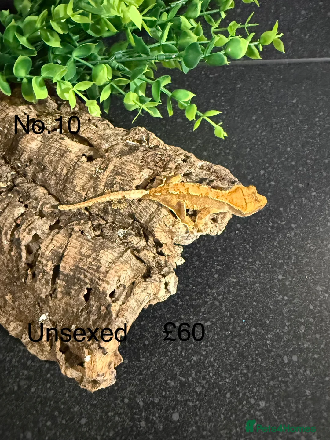 Gecko reptiles for sale: crested geckos  in Dunfermline - Advert 10