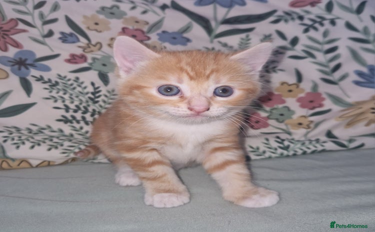 Domestic Shorthair cats - Advert 1