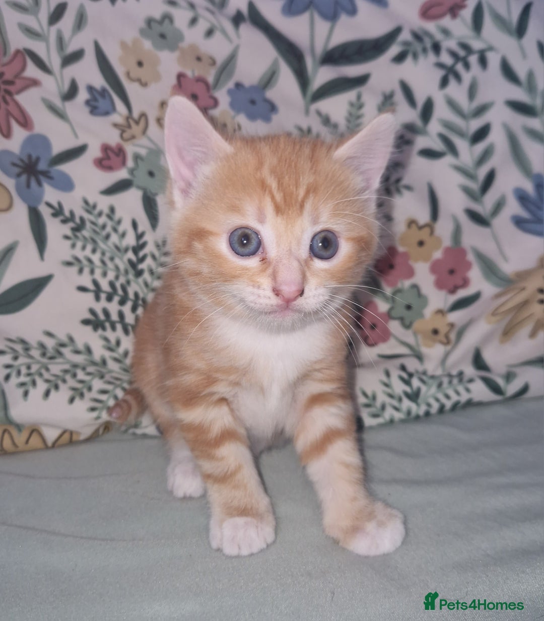 Domestic Shorthair cats for sale: Ginger kitten - Image 1