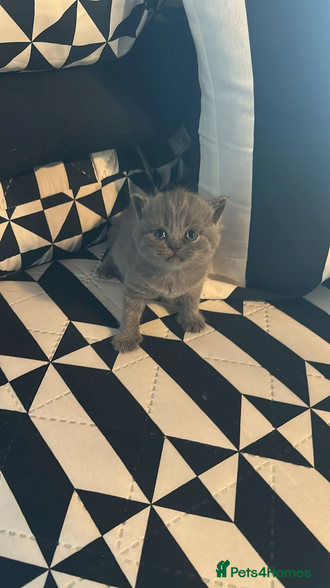 British Longhair cats for sale: British shorthair  - Advert 2