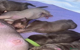 American Bully dogs for sale: Pocket bully puppy’s  - Image 9