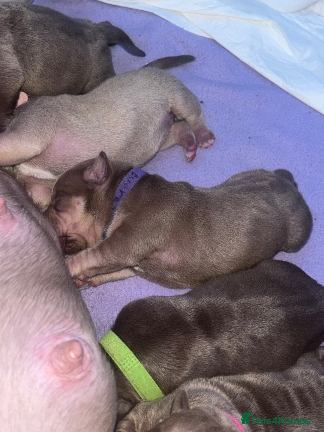 American Bully dogs for sale: Pocket bully puppy’s  - Image 9