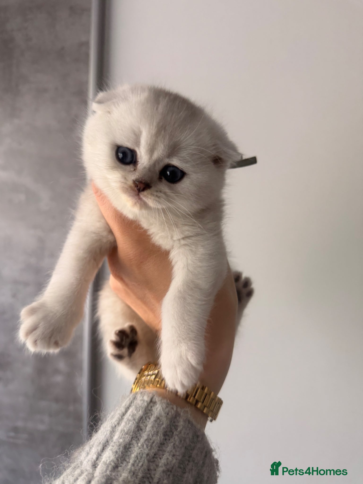 Scottish Fold cats Scottish Fold & Straight Kittens - Advert 6