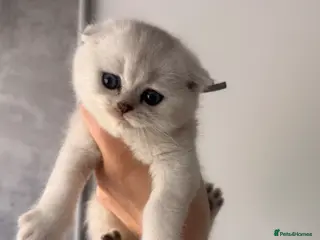 Scottish Fold cats Scottish Fold & Straight Kittens - Advert 6