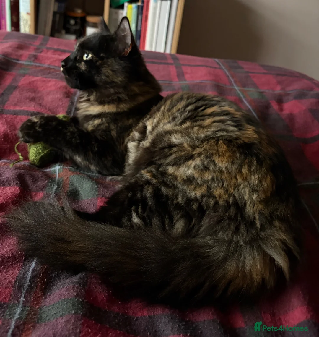 Ragdoll cats for sale: 5 month old Female Ragdoll/Mix in Chesterfield - Advert 2