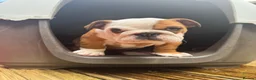 English Bulldog dogs for sale: Beautifully bred English bulldogs  - Advert 9