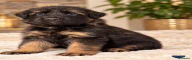 German Shepherd dark blue 