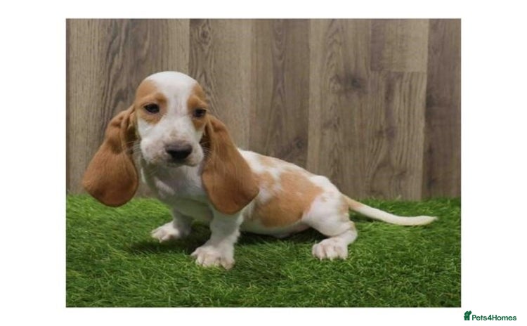 Basset Hound dogs - Advert 1