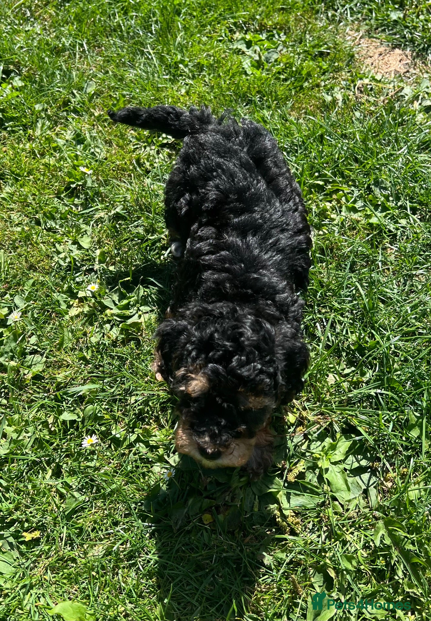 Poodle dogs Ready Now Toy Poodle Puppies  - Advert 2
