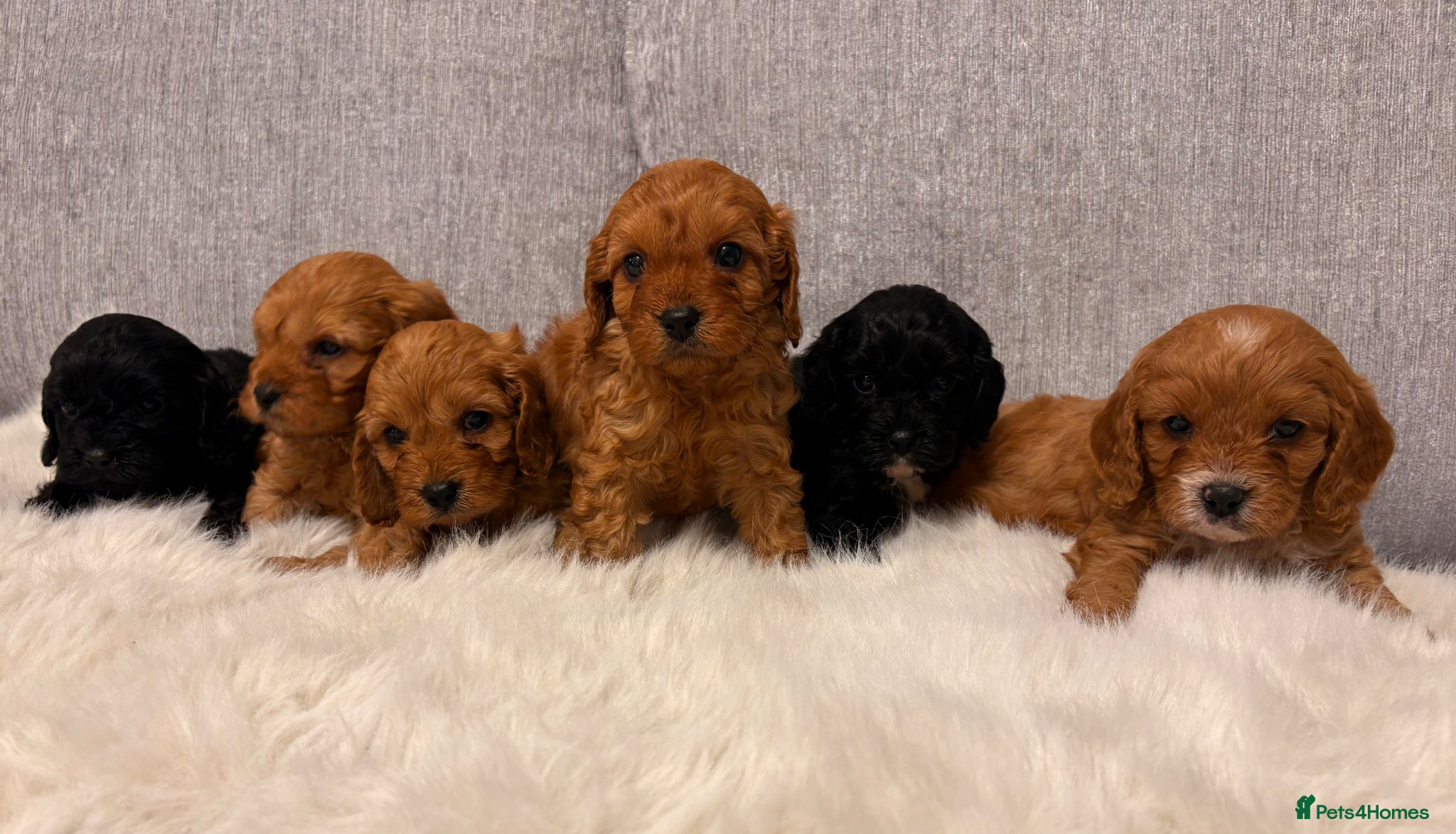 Cavapoo dogs F1 cavapoo puppies  - Advert 15