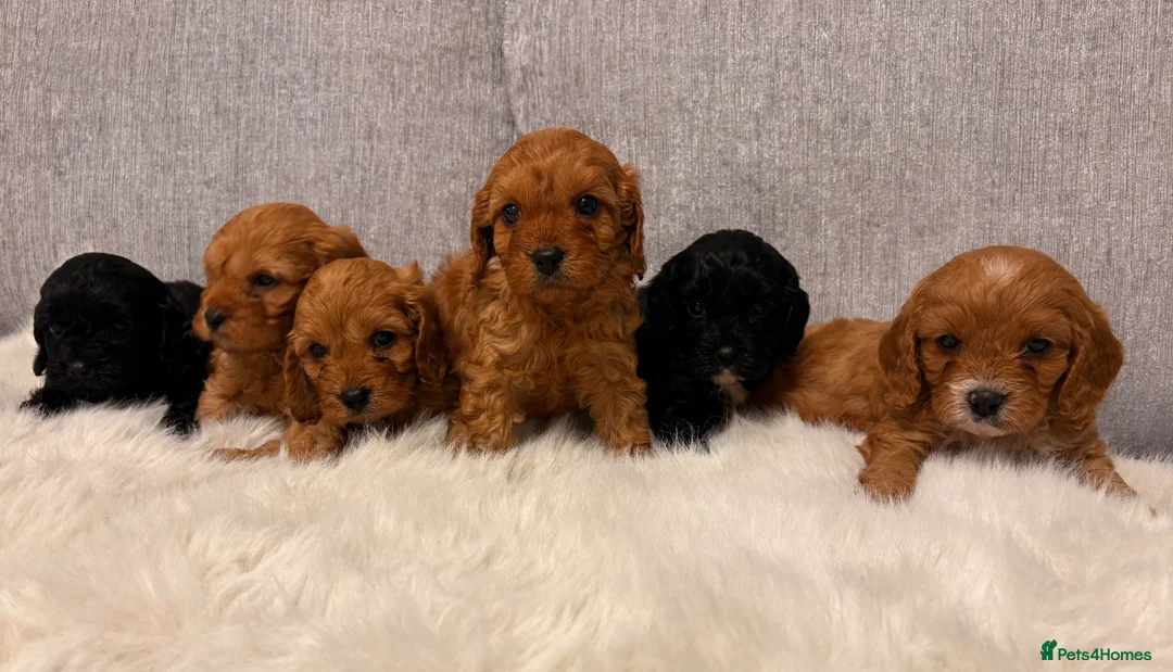 Cavapoo dogs for sale: F1 cavapoo puppies  - Advert 1