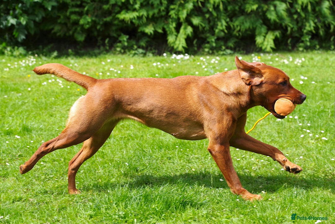 Labrador Retriever dogs for sale: Darkest Mahogany Fox Red Puppies - Image 4