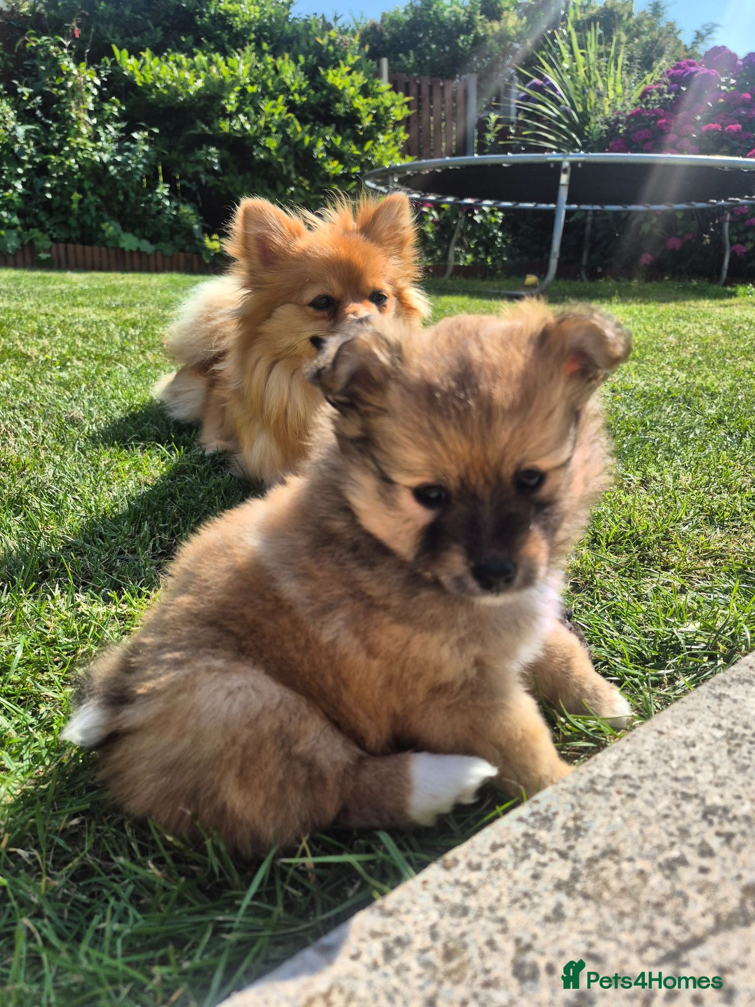Pomeranian dogs 3 Pomeranian Female Puppies Available  - Advert 1