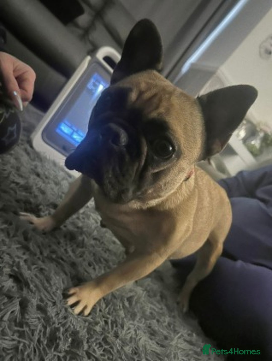 French Bulldog dogs for sale: Stunning French Bulldog Puppies for Sale  - Advert 12