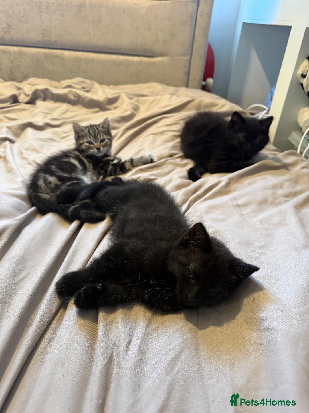 Domestic Shorthair cats for sale: Gorgeous Kittens 4 girls 1 boy - Advert 14