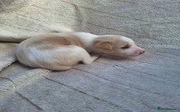 Mixed Breed dogs for sale: Spanish jack Russell (bodeguero) x border collie - Image 11