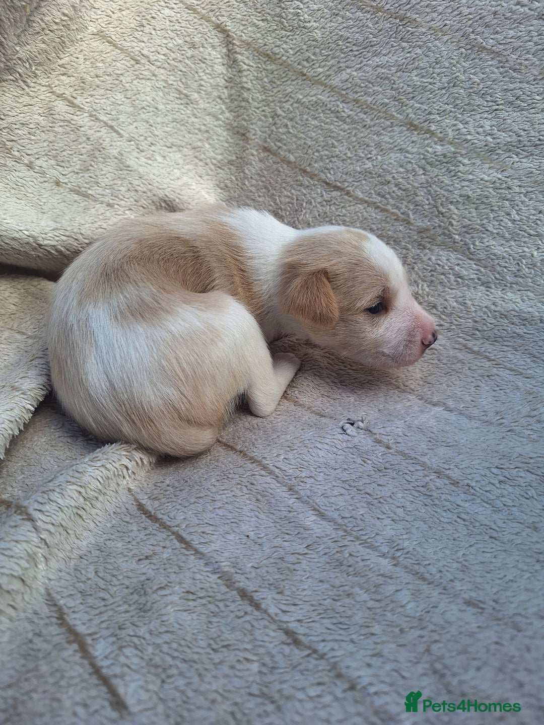 Mixed Breed dogs for sale: Spanish jack Russell (bodeguero) x border collie - Image 11