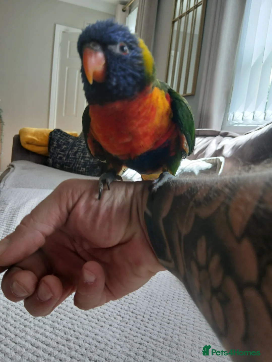 Lorikeets birds for sale: Beautiful hand tamed rainbow lorikeet for sale  in Armagh - Advert 4