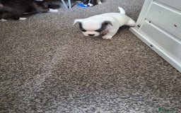 Mixed Breed dogs for sale: Frenchie chihuahua ( bullhuahua) - Image 15