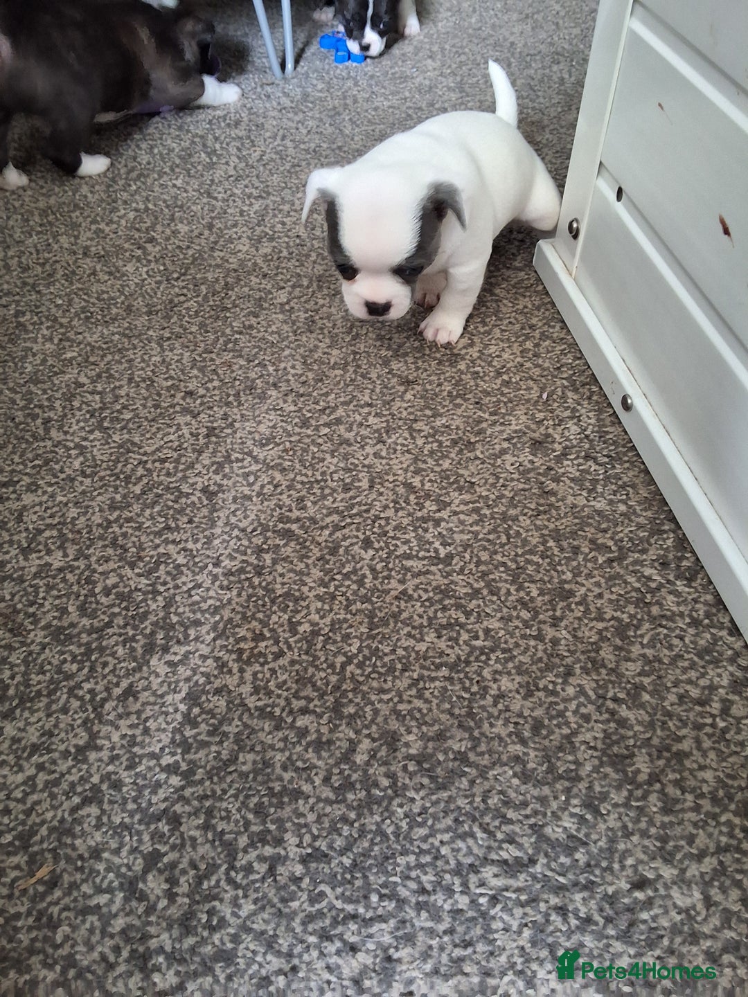 Mixed Breed dogs for sale: Frenchie chihuahua ( bullhuahua) - Image 15