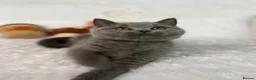 British Shorthair cats for sale: Last GCCF Blue girl - Advert 3