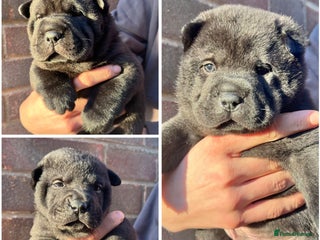 Mixed Breed dogs ChowPei Pups - Advert 4