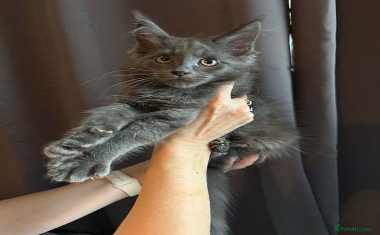 Maine Coon cats - Advert 3