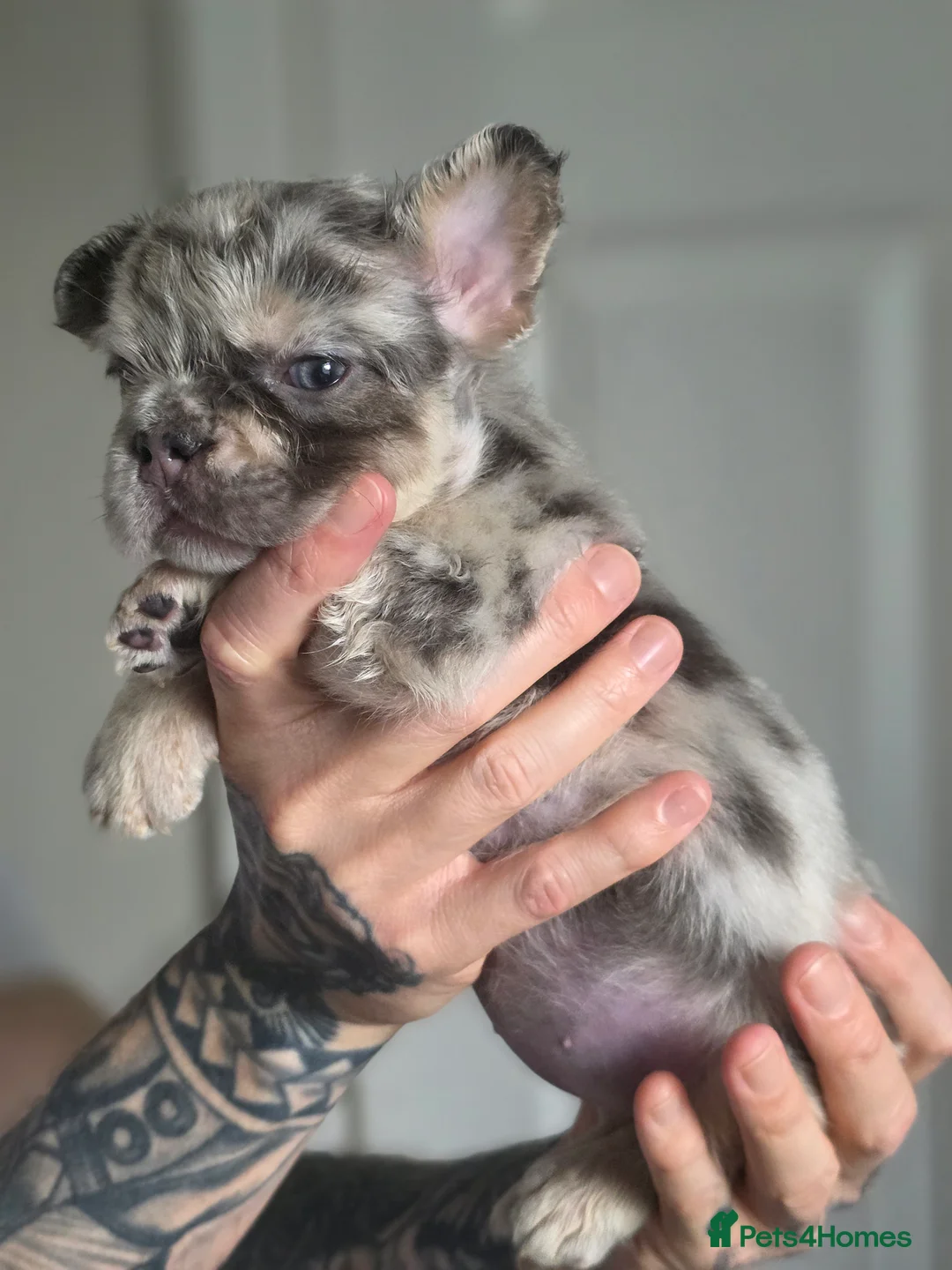 French Bulldog dogs for sale: French Bulldog (4 visual Fluffys) - Advert 21