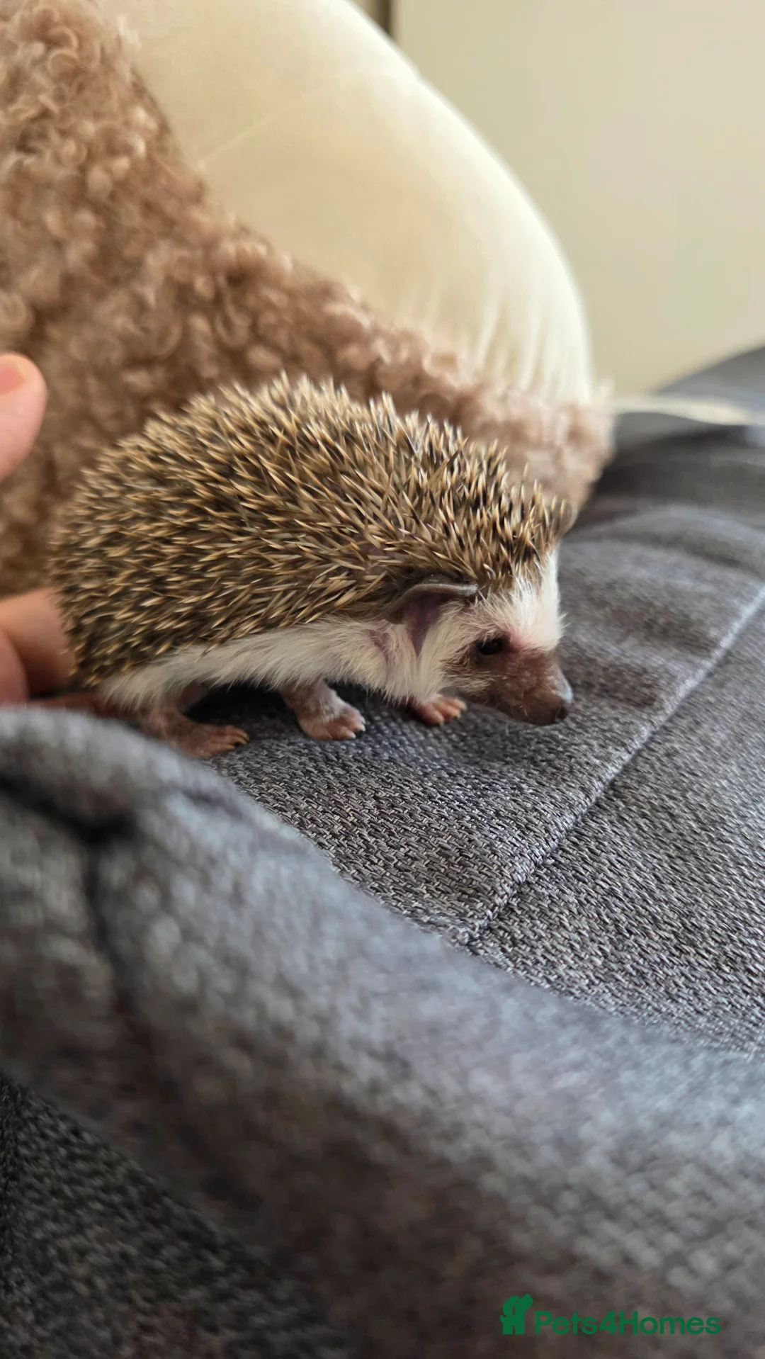 Pygmy Hedgehog rodents for sale: Little girl ready to move from June - Advert 8