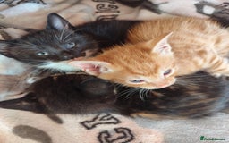 Domestic Shorthair cats for sale: Adorable kittens for sale - Image 10