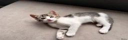 Mixed Breed cats for sale: Four beautiful kittens ready for forever home in Southampton - Advert 5