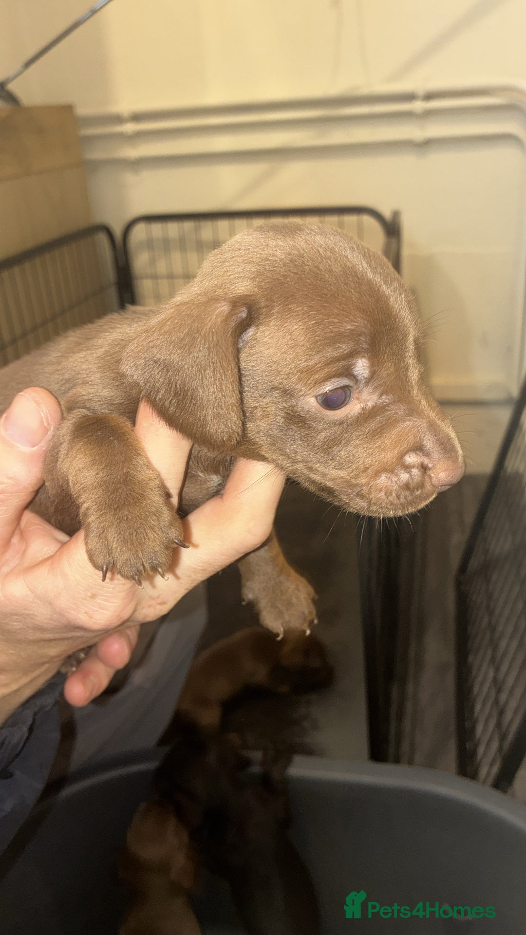 Mixed Breed dogs for sale: Patterdale/dashound  - Image 4