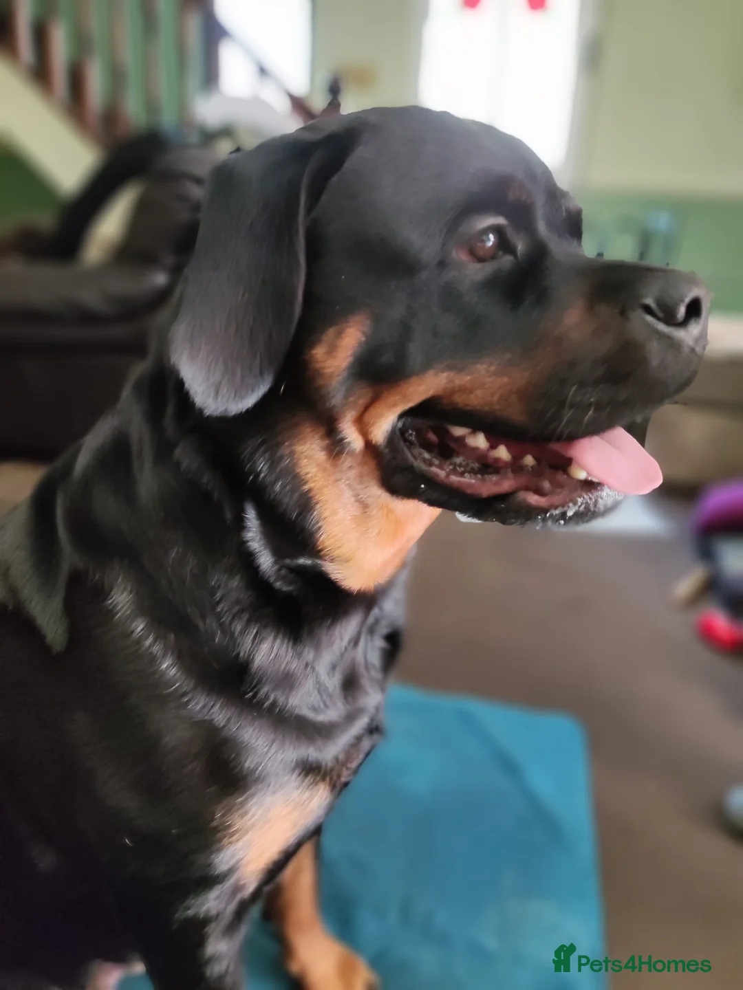 Rottweiler dogs for sale: KC registered rottweiler puppies - Advert 2