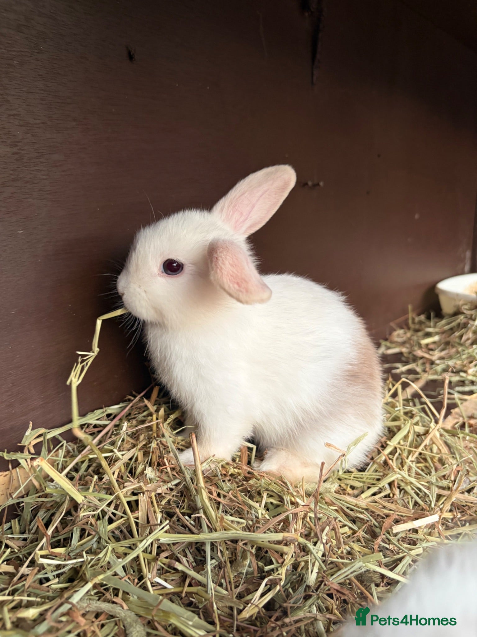 Mini Lop rabbits Beautiful mini lops **ready to reserve** - Advert 1