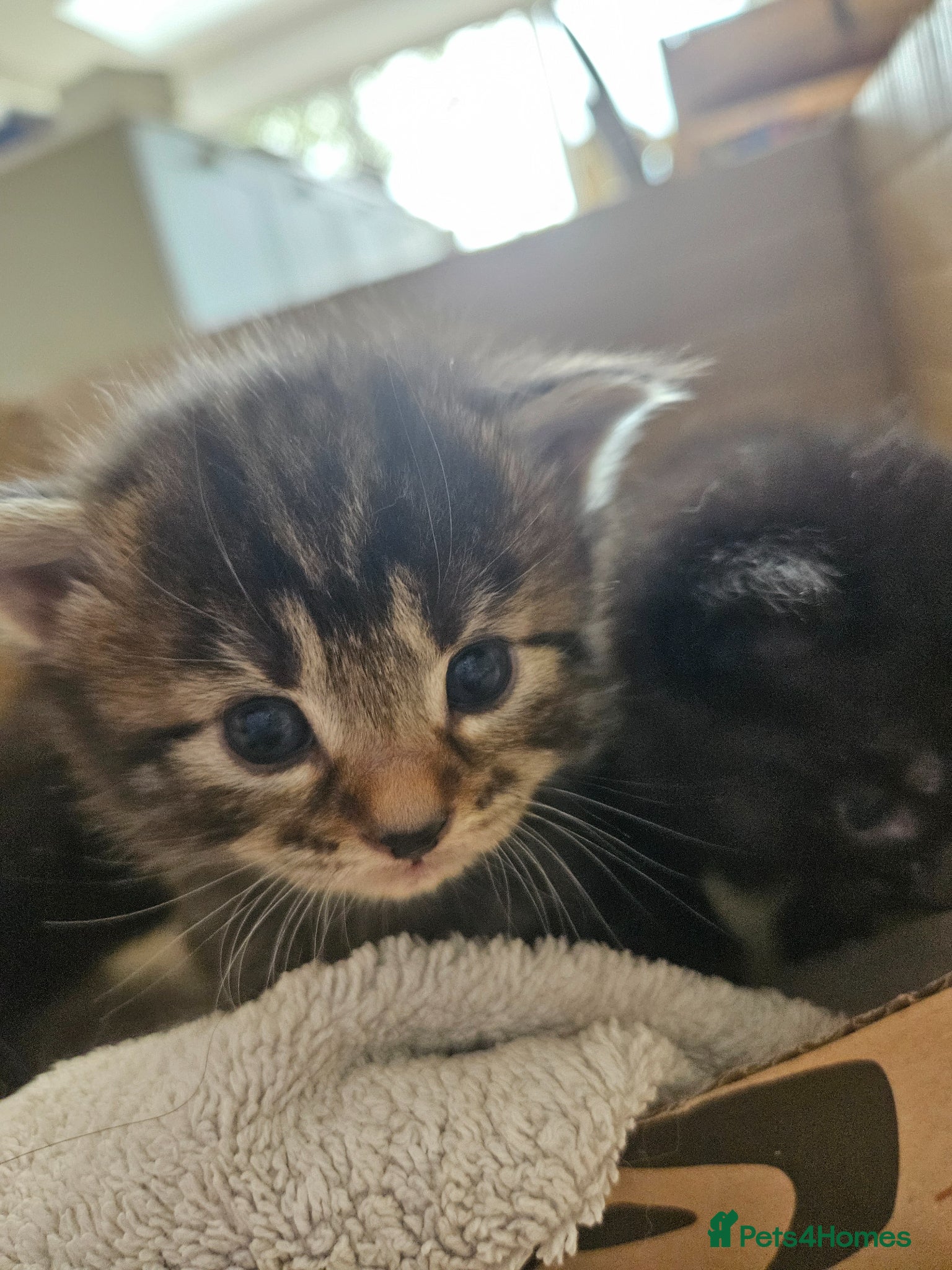 Mixed Breed cats Ragamese mix kittens Black & Tabby kittens - Advert 13