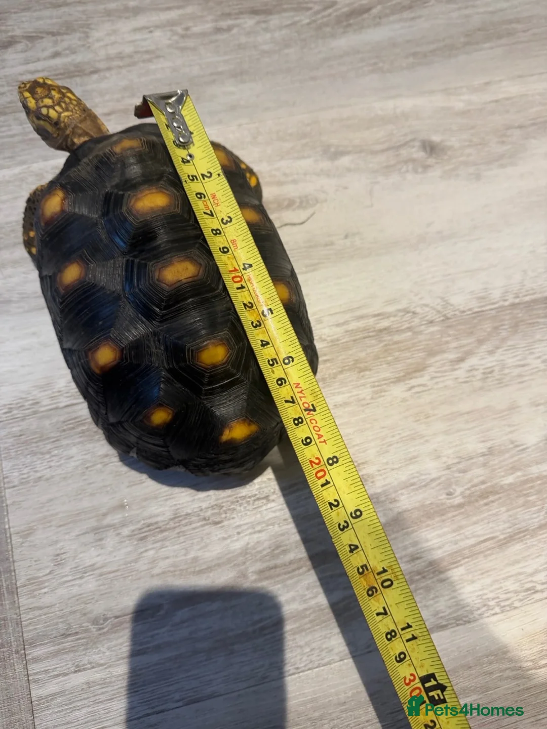 Tortoise reptiles for sale: Yellow Foot Tortoise between 6 and 7 years old in Cranleigh - Advert 2