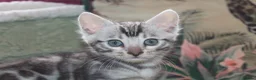 Bengal cats for sale: Two Male Bengal Kittens for Sale - Advert 17
