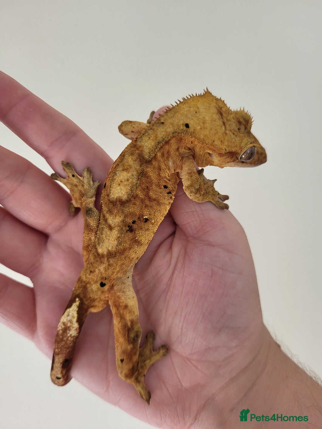 Gecko reptiles for sale: Unsexed Baby Crested Geckos - Advert 8