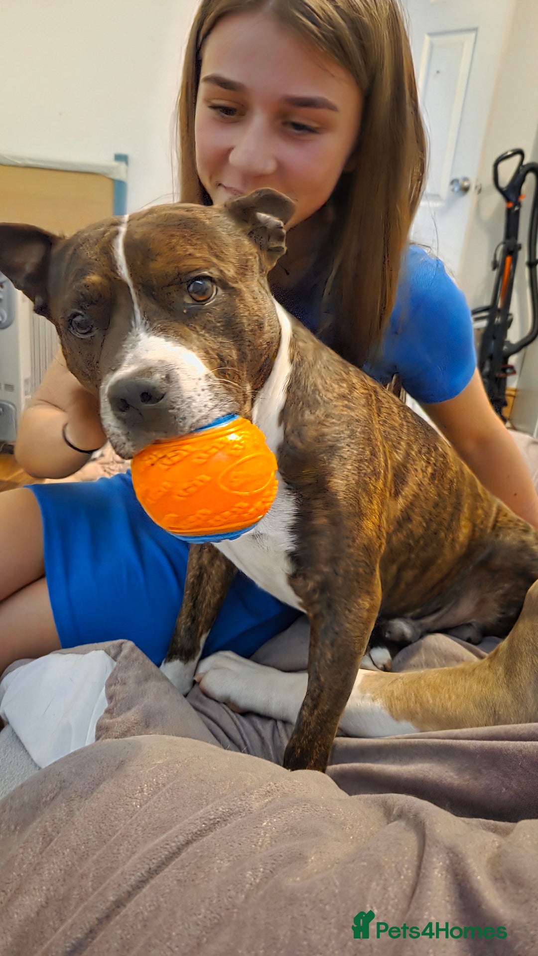 Staffordshire Bull Terrier dogs for stud: For stud - Advert 2