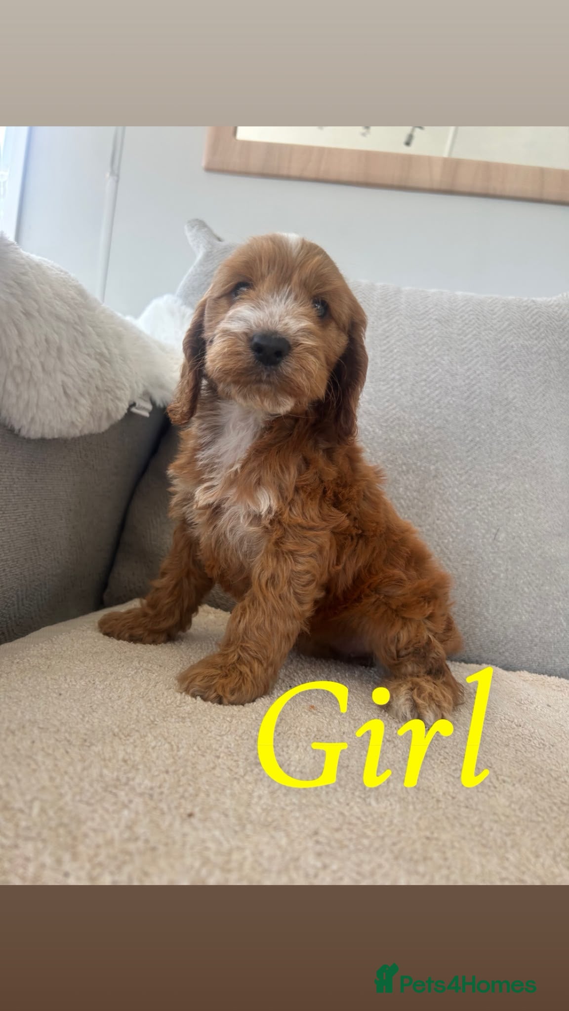 Cockapoo dogs Cockapoo pups for sale  - Advert 13