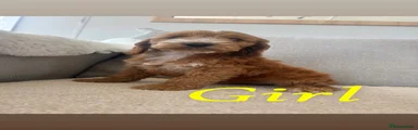 Cockapoo 4