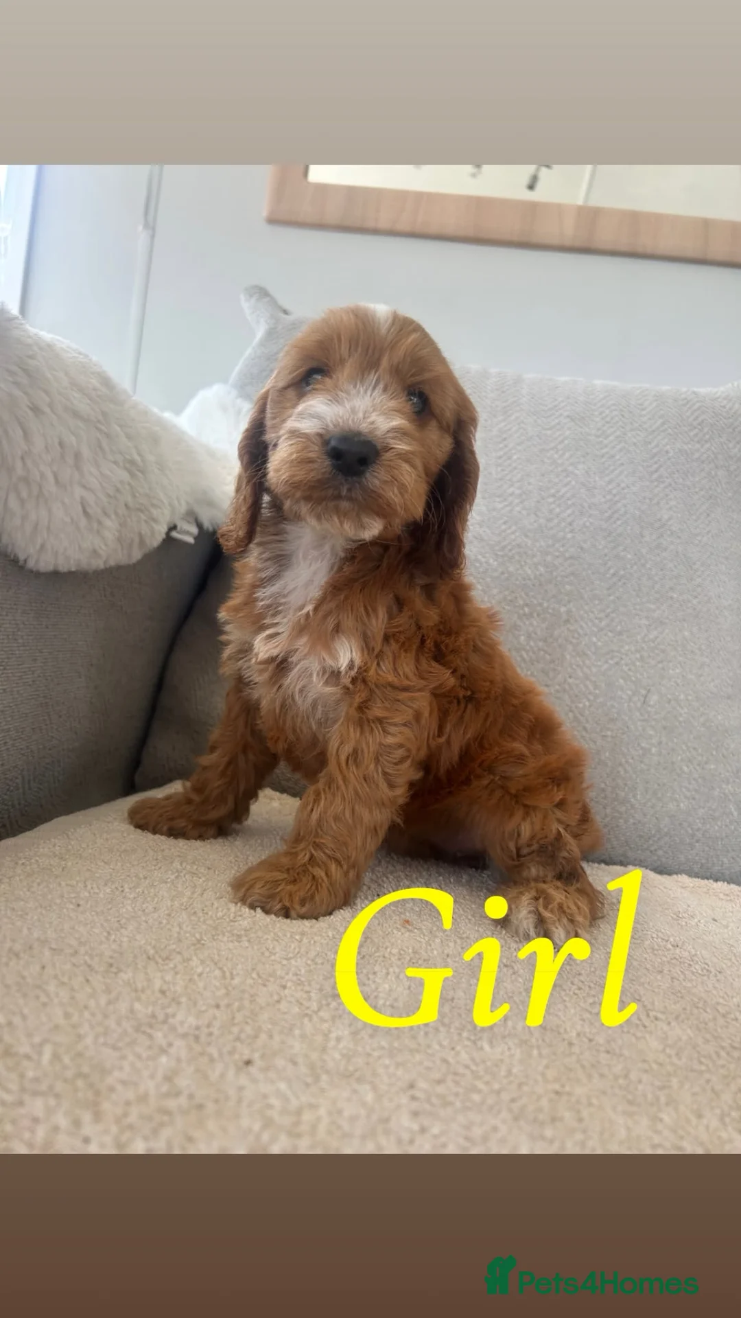 Cockapoo dogs for sale: Cockapoo pups for sale  - Advert 2