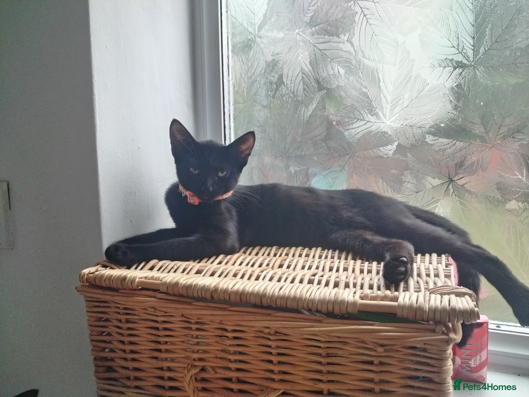 Mixed Breed cats for sale: Kittens  - Image 6