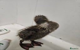 Ducks poultry for sale: Indian runners free to good home - Image 2