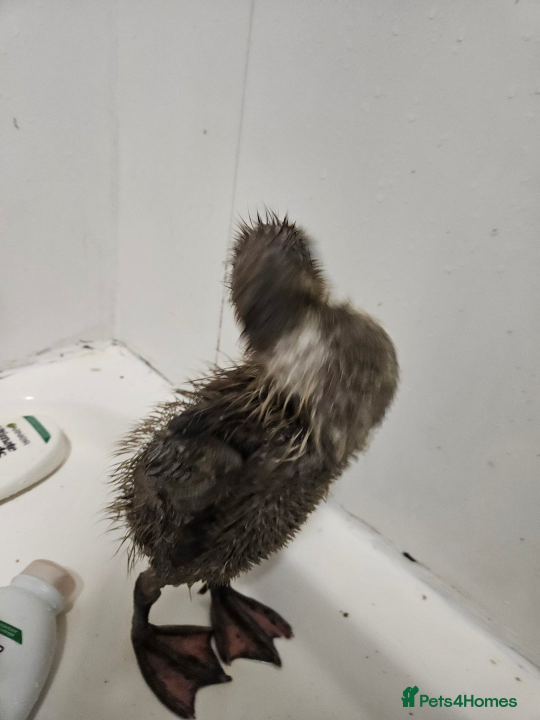 Ducks poultry for sale: Indian runners free to good home - Image 2