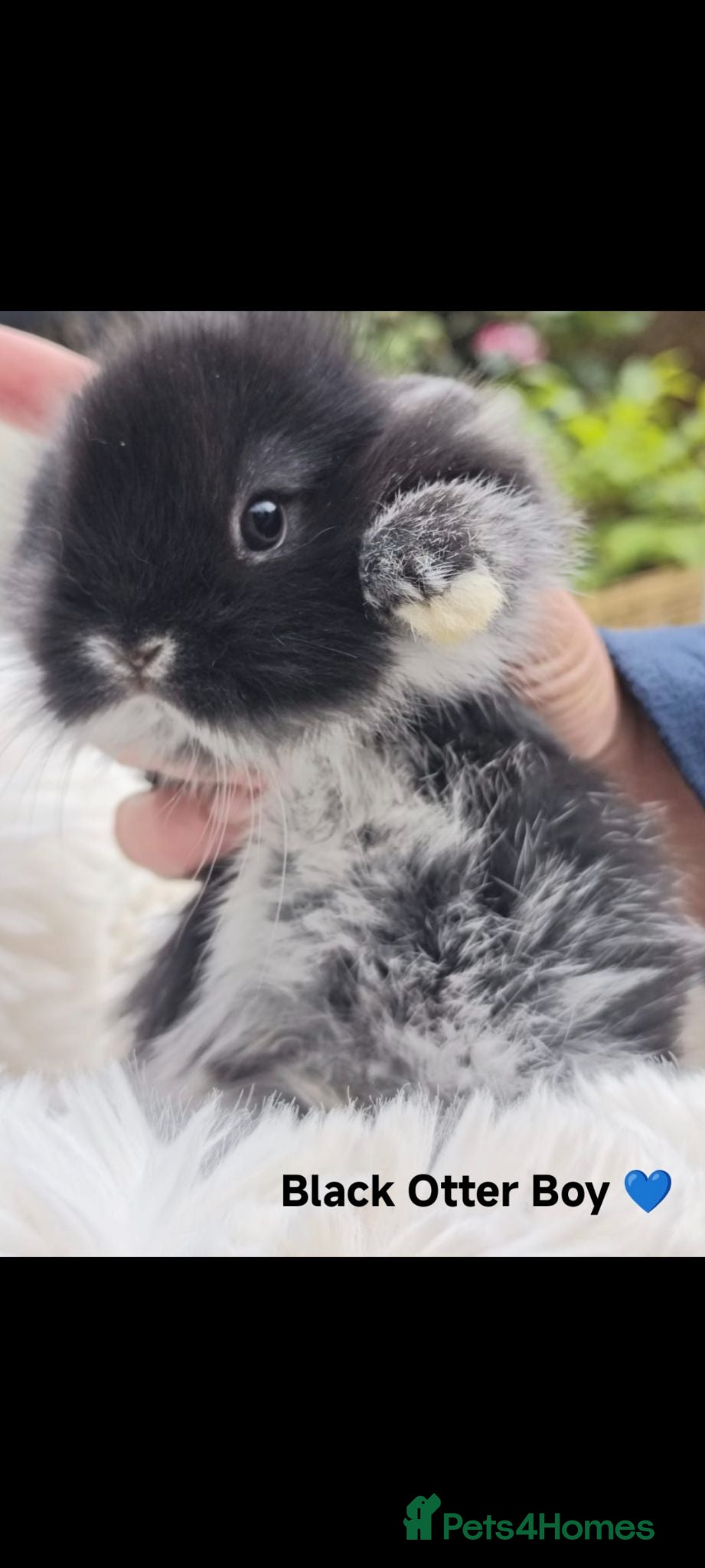 Mini Lop rabbits Ready to leave ❤️ Mini Lion Lop Boy - Advert 1