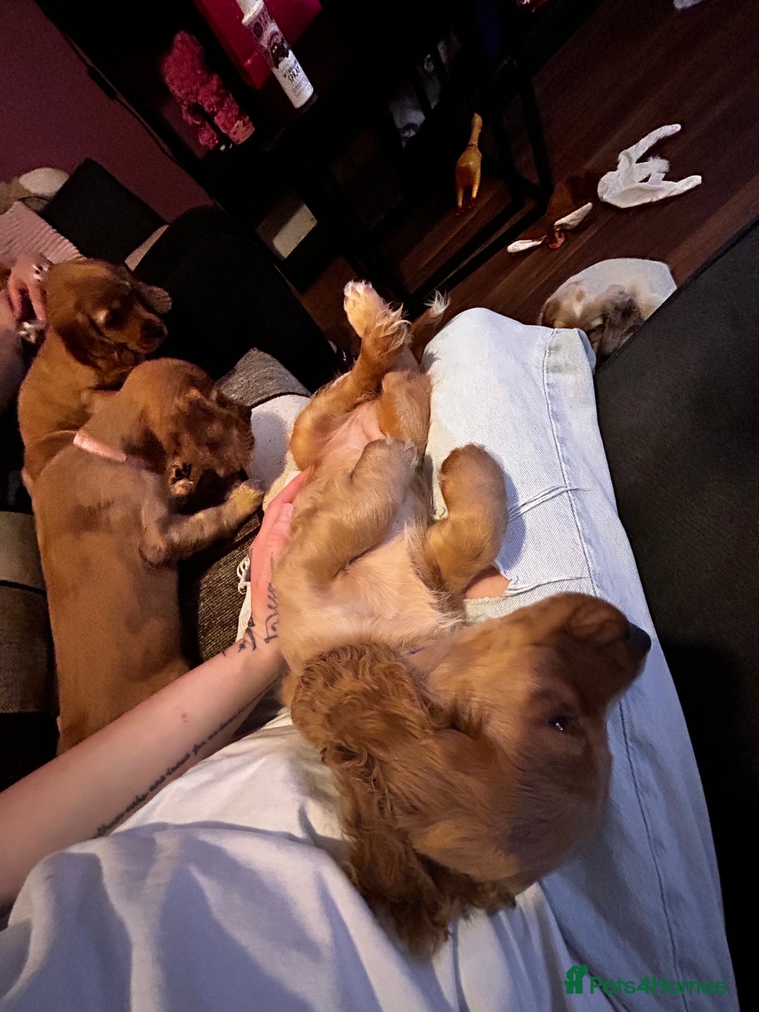 Cocker Spaniel dogs for sale: English Cocker Spaniels  - Advert 10