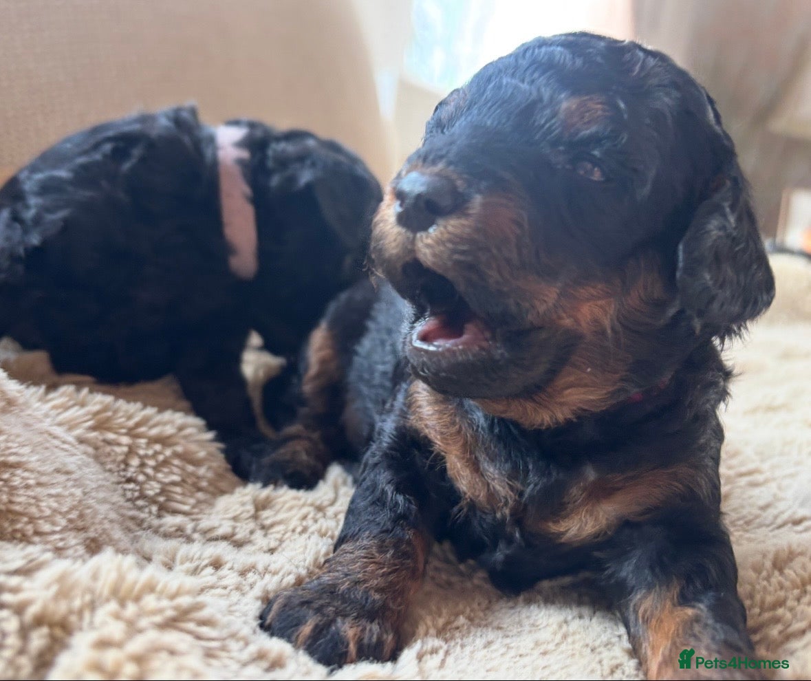 Toy Poodle dogs Kc Registered Toy Poodle Puppies - Advert 7