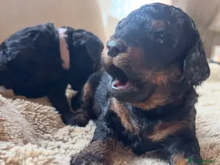 Toy Poodle dogs Kc Registered Toy Poodle Puppies - Advert 6