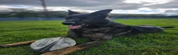 German Shepherd dogs for sale: *ONLY 1 LEFT* German Shepard puppy final reduction - Advert 3